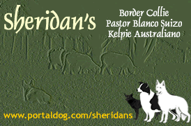 Sheridan´s: excelentes cachorros de Border Collie & Pastor Blanco Suizo. Envíos a toda la Argentina y el exterior. FCI